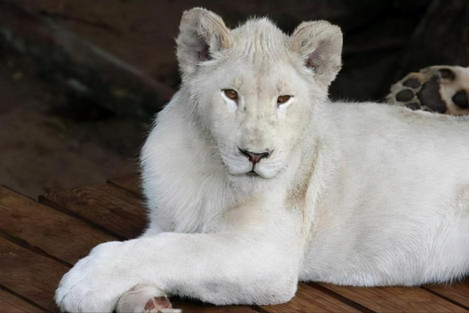 美国发现7条绝迹白化鳄鱼，还没来得及高兴，就被偷盗者偷走卖了