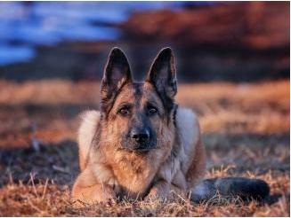 养牧羊犬最怕什么,养马犬好还是养德国牧羊犬好