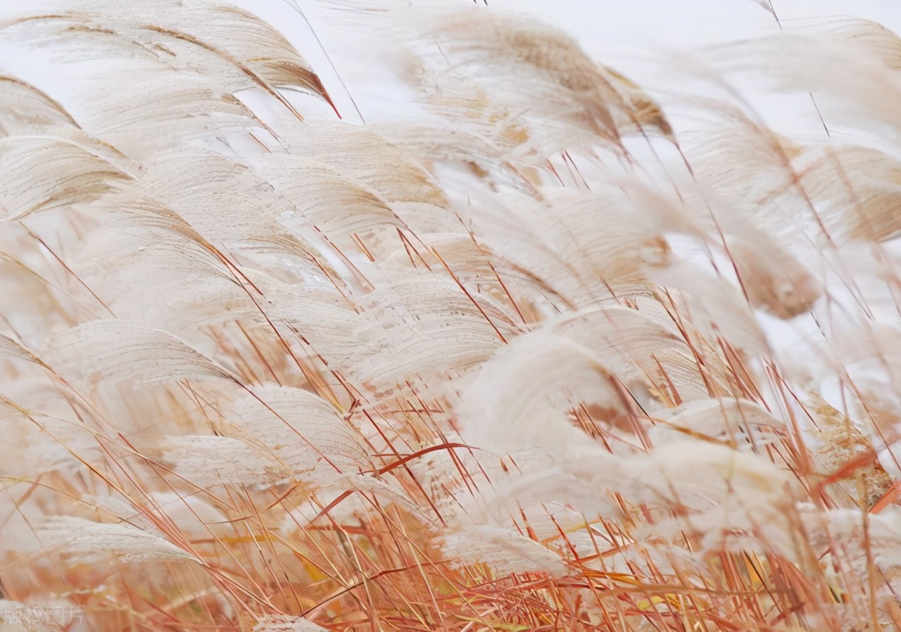 王小波的黄金时代中的经典句子,王小波的黄金时代经典句子