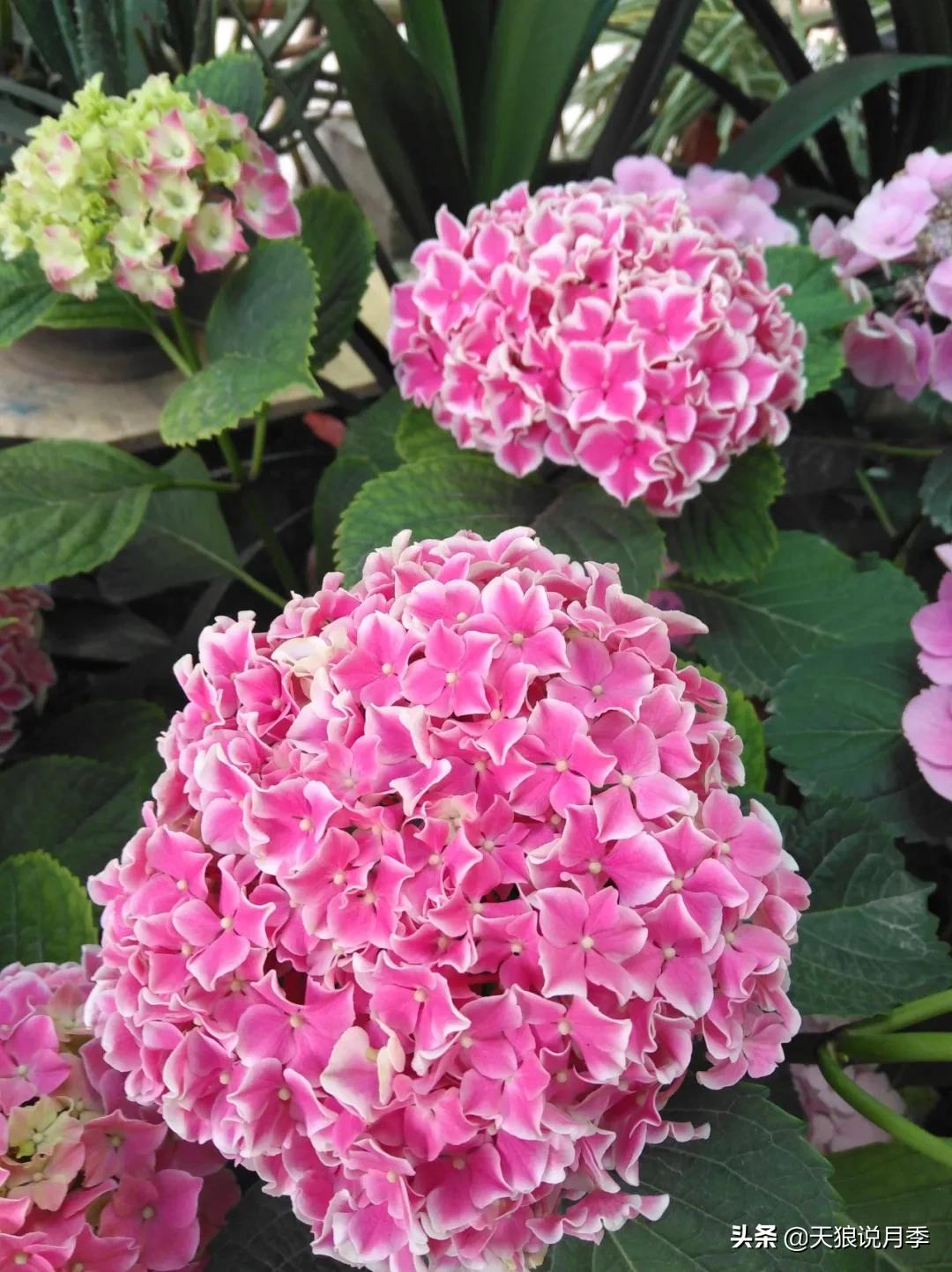 圆滚滚的绣球，瀑布般的花墙，这届花友也太会种花了吧