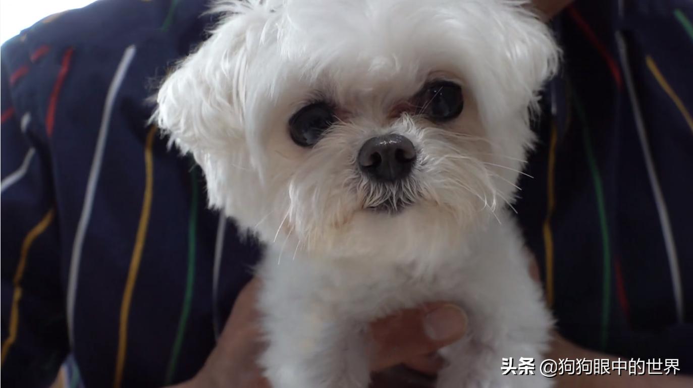 狗狗一直转圈圈还用爪子刨被子,狗狗每天都趴又拉又吐