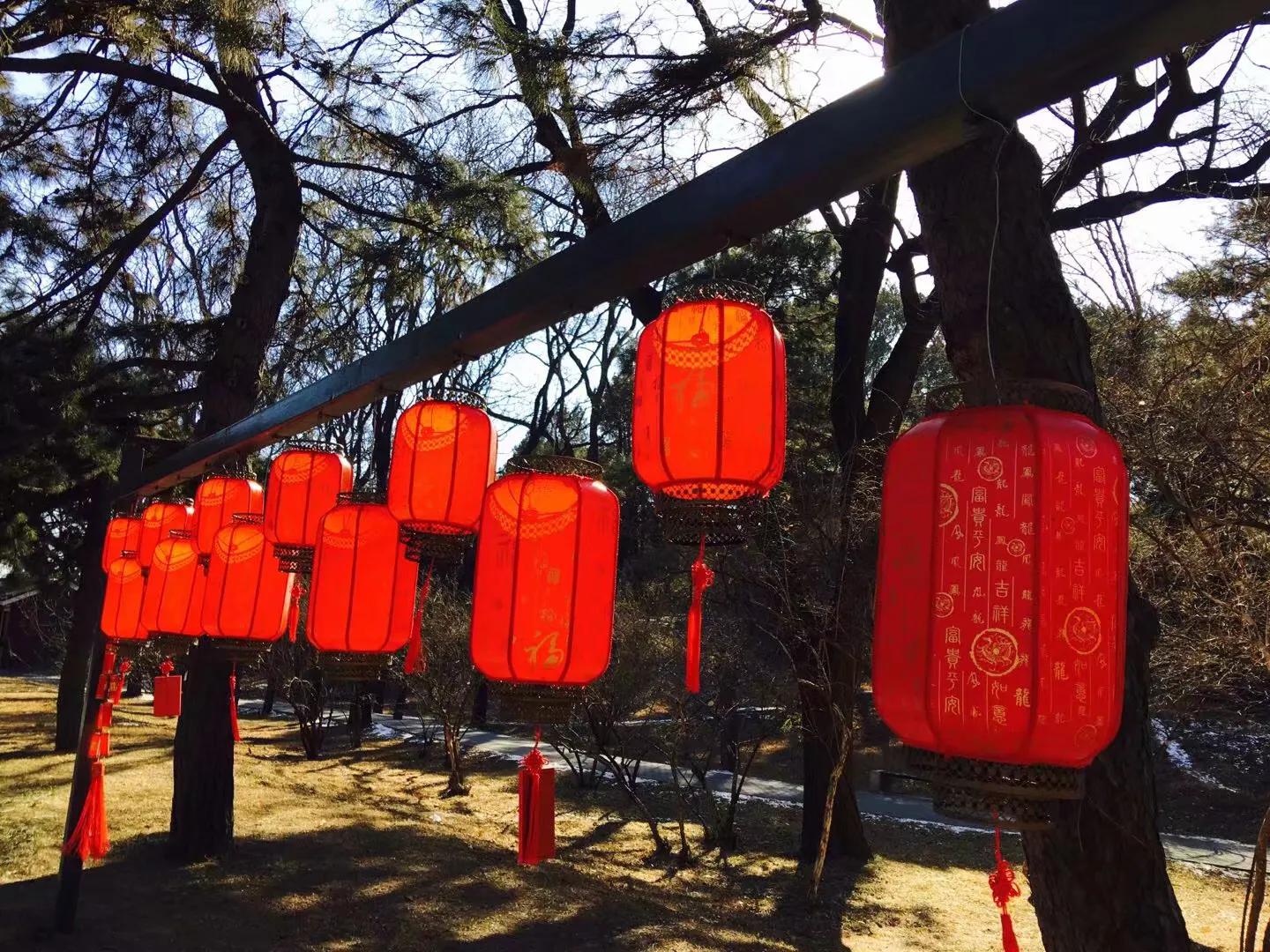 兰花最美的季节是冬季,北方冬季赏兰花