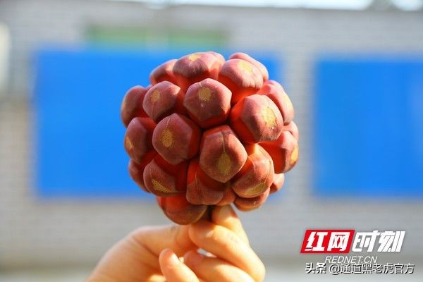 被省委书记惦记的通道小伙，正带村民种山果致富（转载）