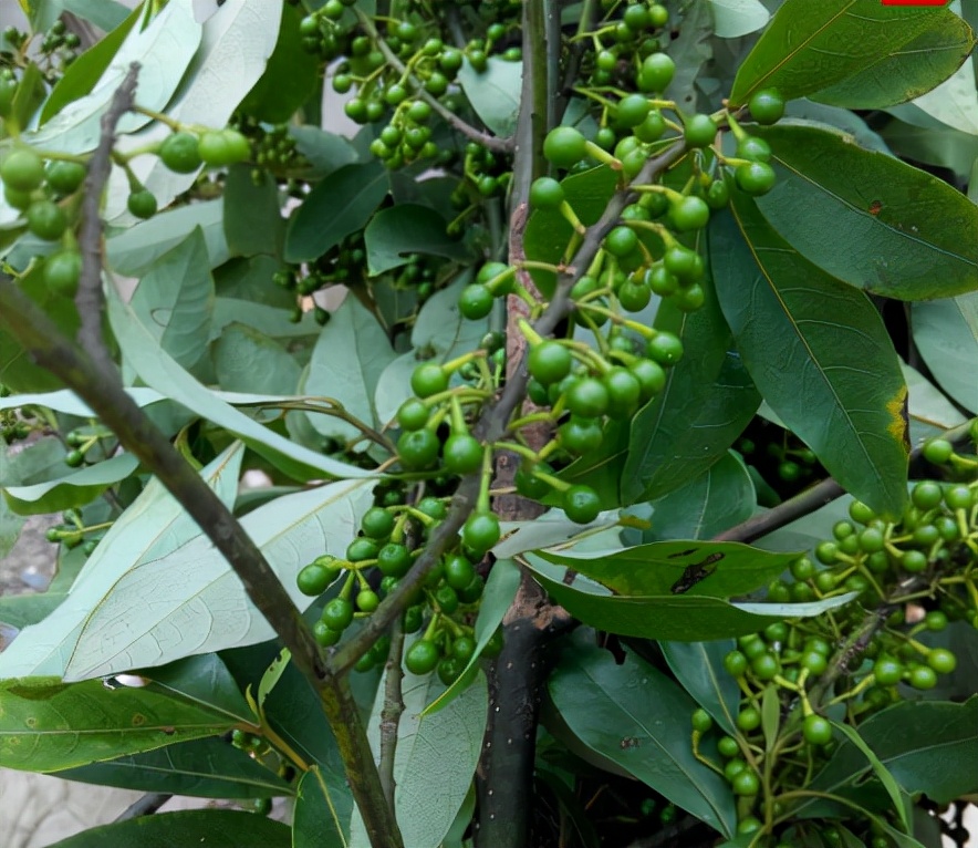 凯里新鲜木姜子,老家的特产木姜子