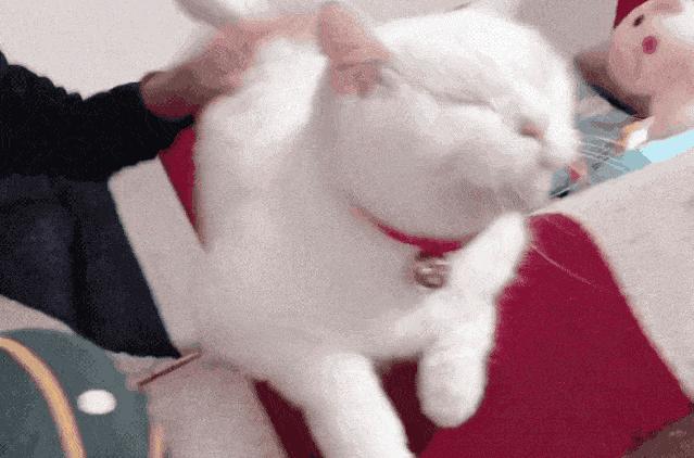 猫咪的快乐就是晃头晃脑,猫咪的隐藏开关