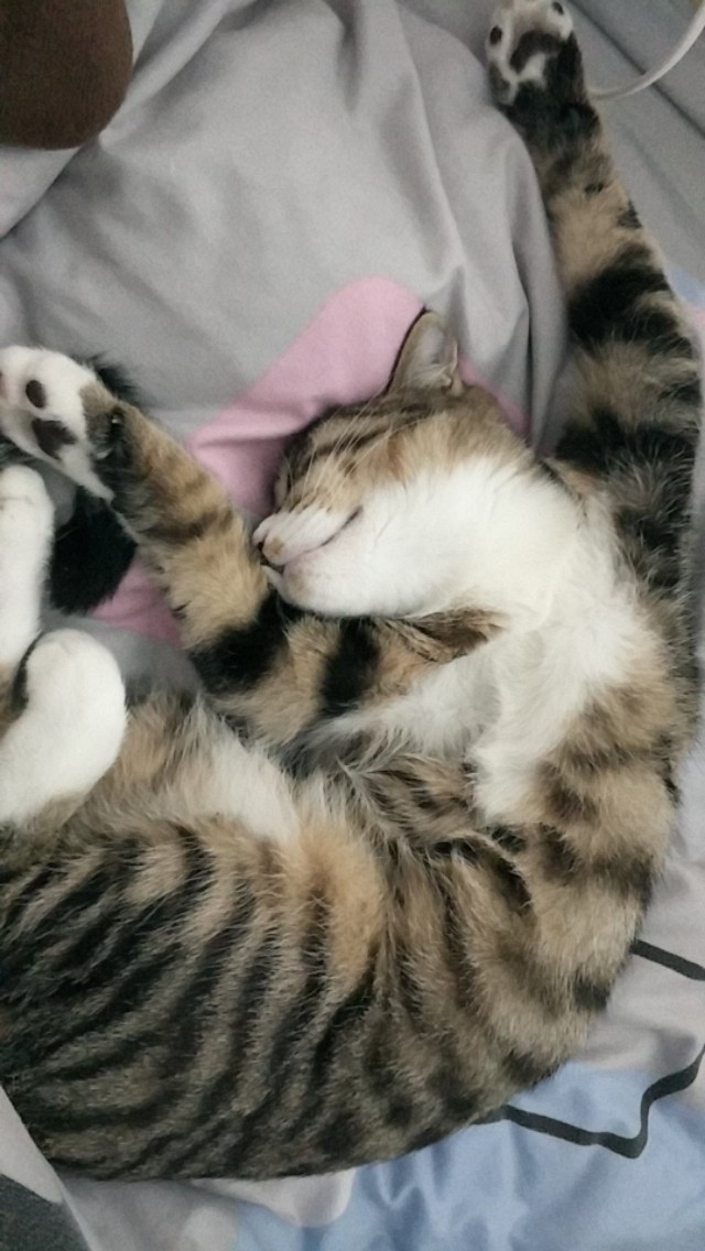 来一波猫照吧，寝室三个养猪专业户，外加一个成长中的潜力股