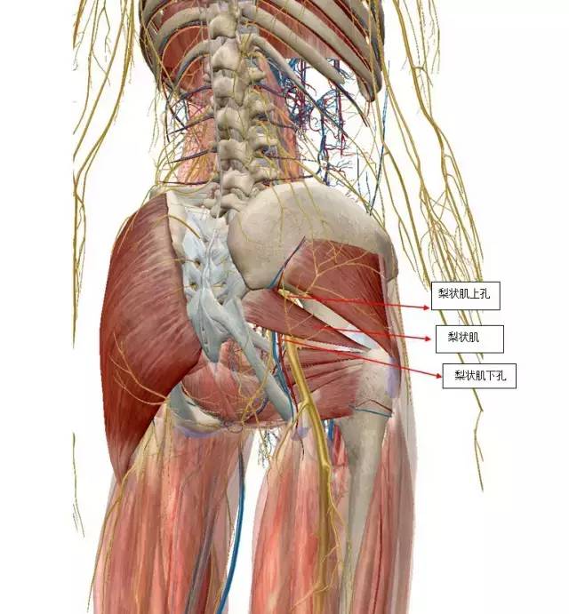 肌肉组织知识讲解,鱼类肌肉组织分类与成分