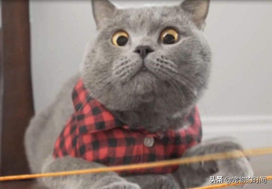 新手养猫全攻略,新手如何养猫全攻略