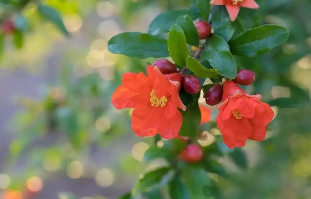 各国国花及花语英文,世界各国的国花资料