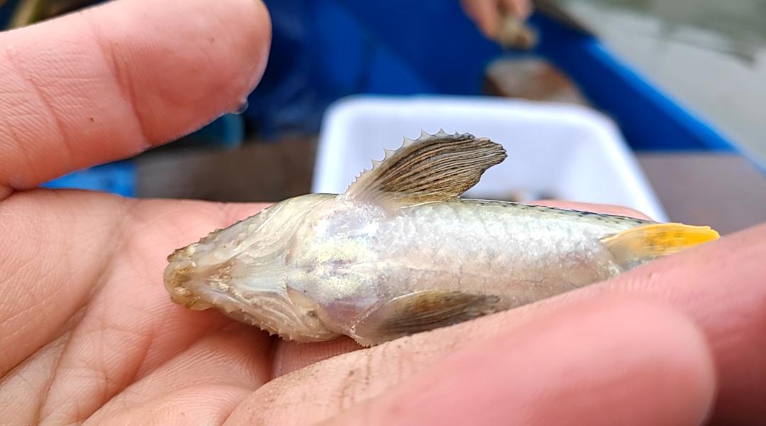 马头鱼如何辨别新鲜,马头鱼一年四季都有吗