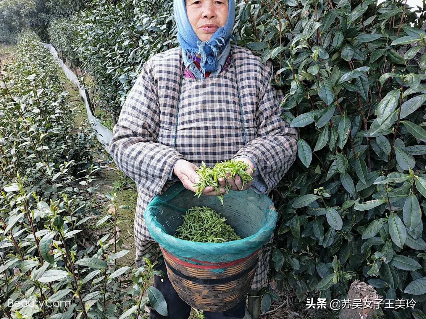 苏州碧螺春茶有哪些品牌,苏州哪里能买到正宗的碧螺春茶叶