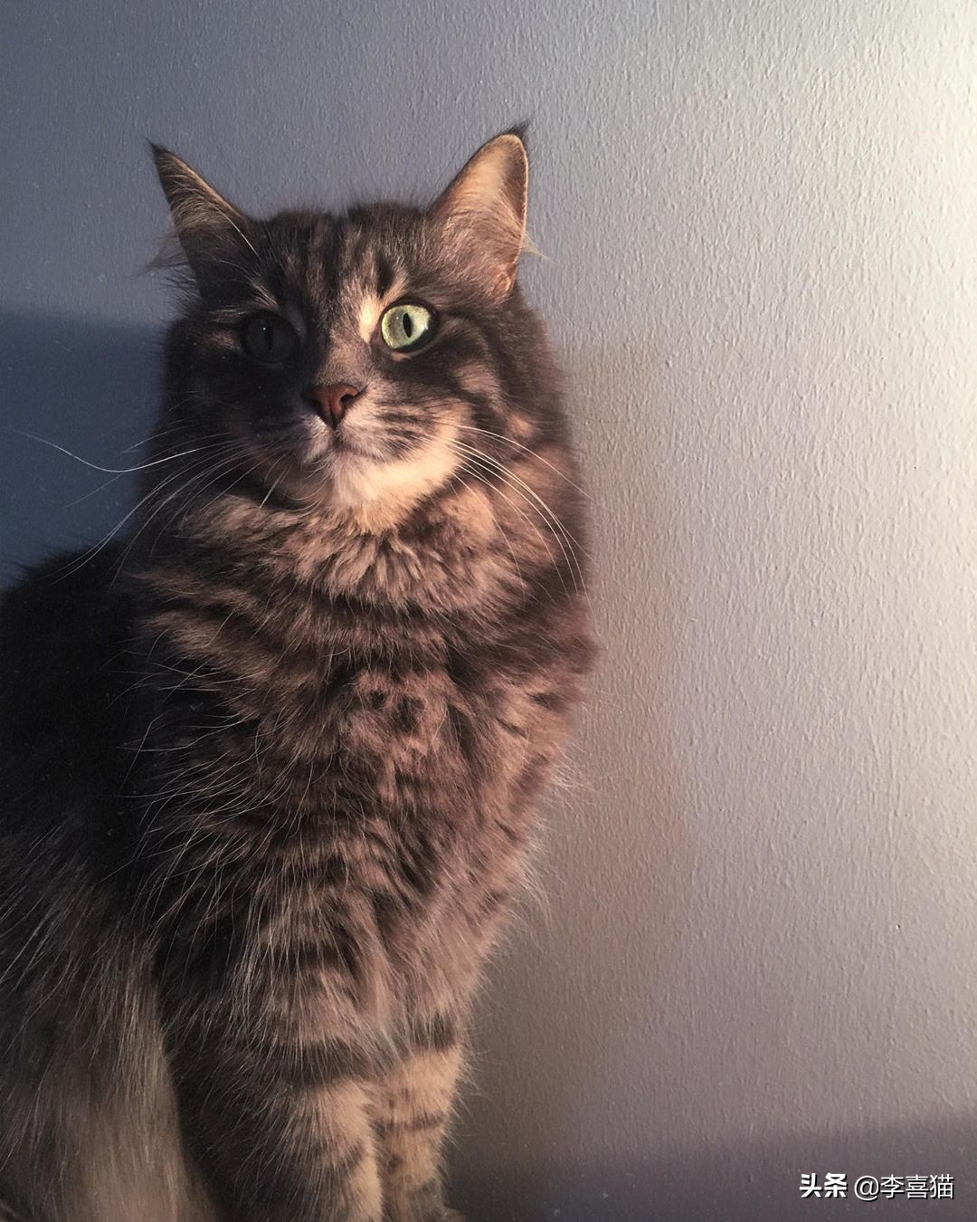 猫咪的驯化历史,猫咪的饲养技术