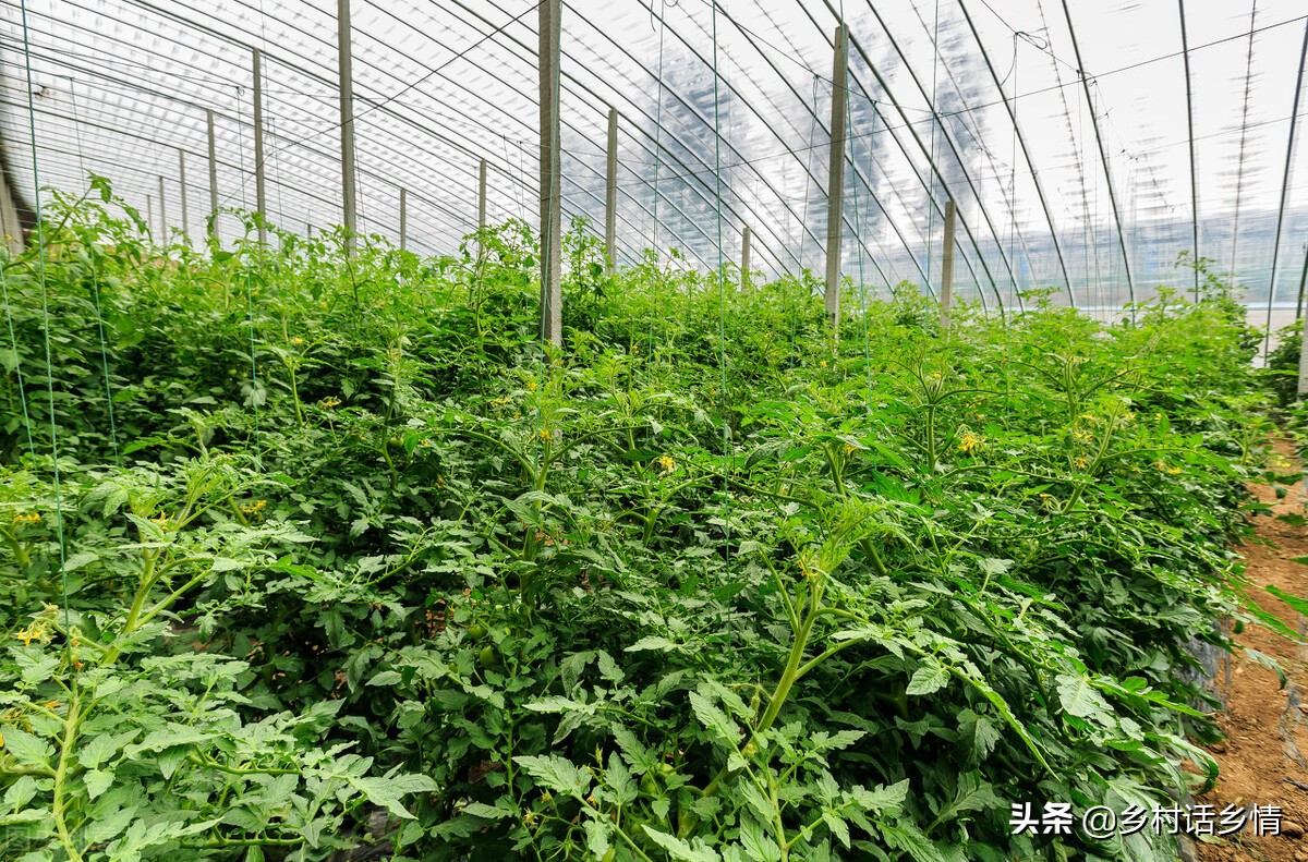 茄子黄瓜叶子黄怎么回事,茄子黄叶怎么办小妙招