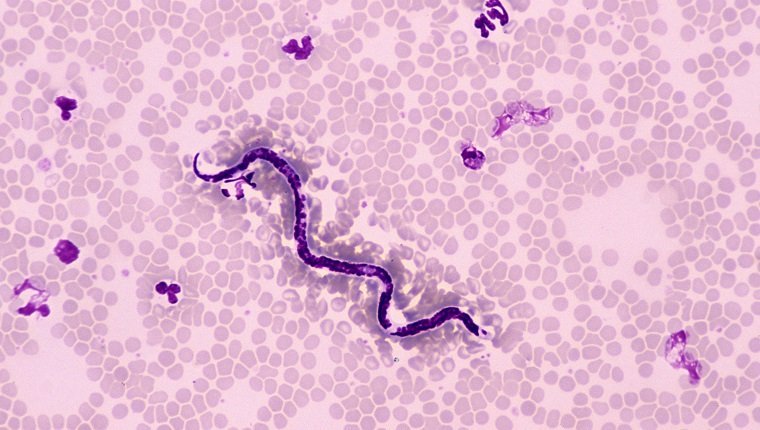 猫心丝虫病防治方法,猫的心理疾病怎么治