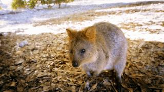 为什么我们会微笑?10个关于微笑袋鼠的萌萌秘密