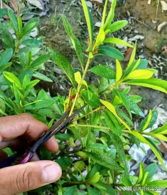 刚栽的杜鹃花蔫了怎么办,杜鹃花死了一半怎么回事