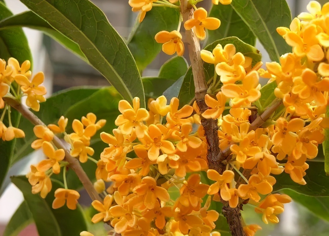 桂花发了好多新芽,桂花品种对比一览表