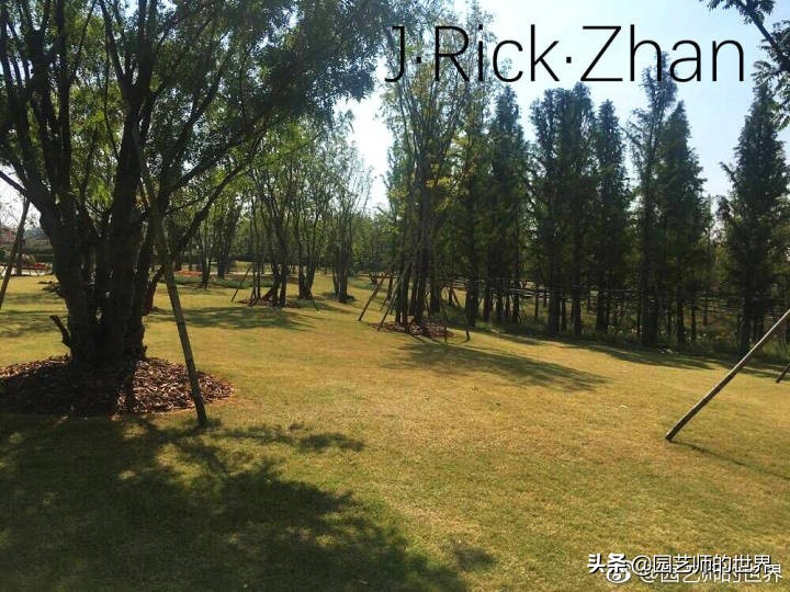 高尔夫果岭草坪家庭院子种植,麦冬草坪种植方法和注意事项