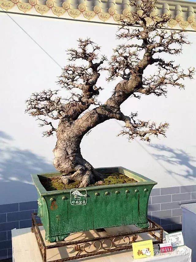 苍劲古朴挺拔有力的老桩盆景欣赏,老态龙钟盆景作品欣赏