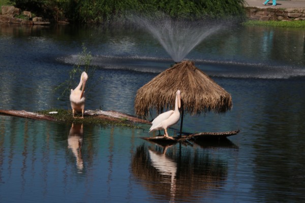 游红山动物园游览顺序,济南野生动物园和南京红山动物园