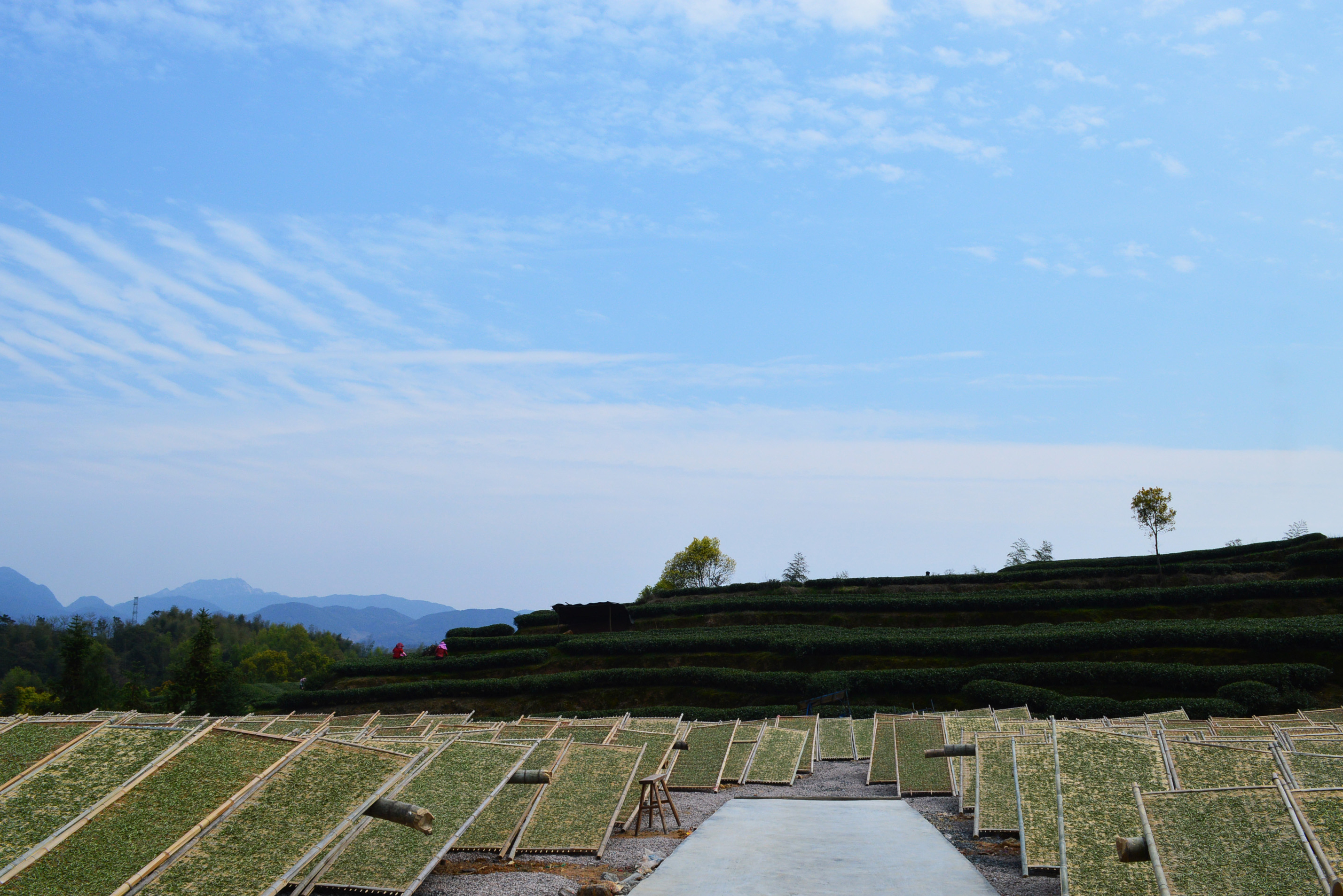 从业十年我所经历的火爆和低迷,茶行业真实揭露