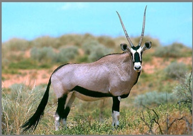 山海经都有哪些动物被证实存在,如果山海经的异兽真的存在