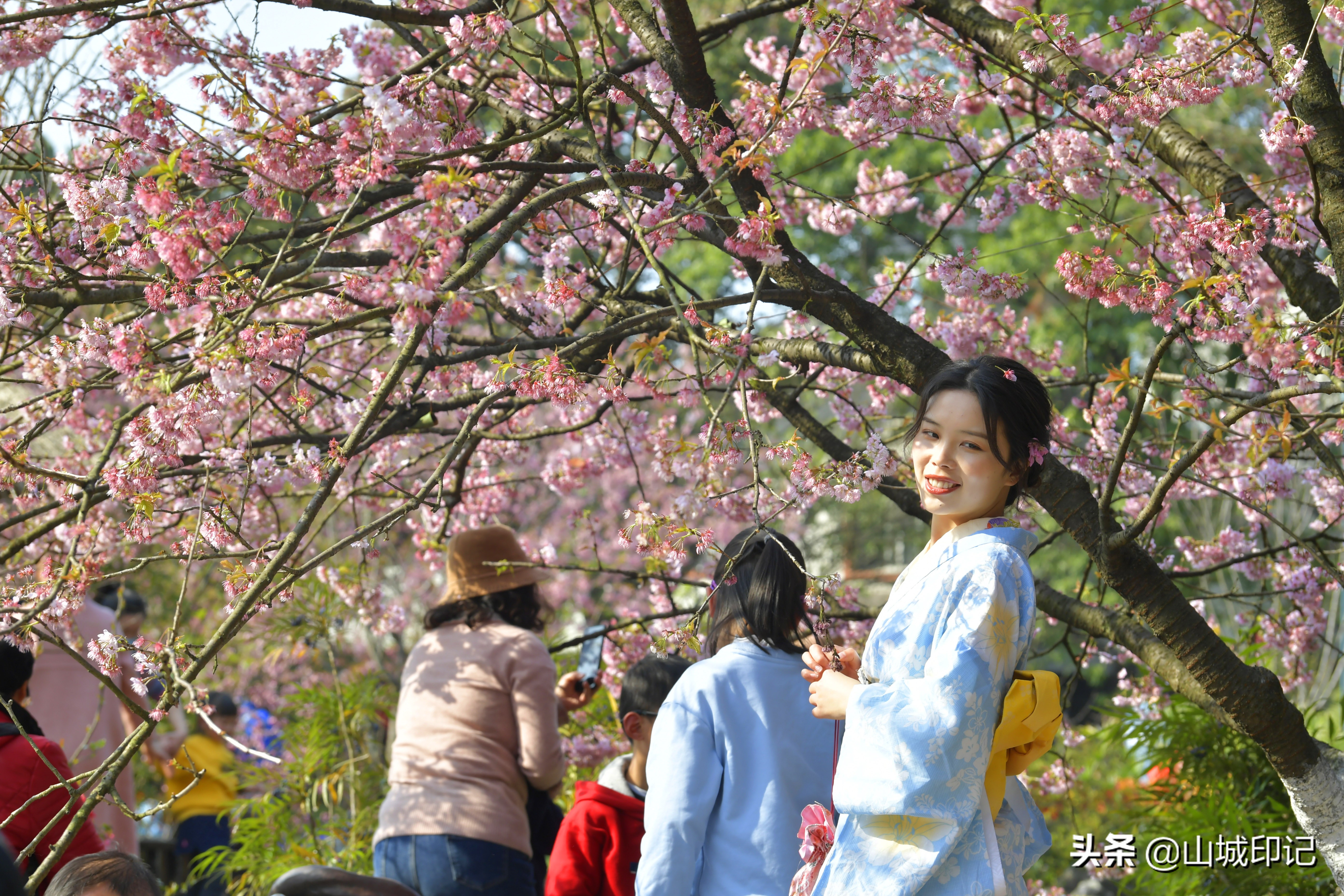 穿日本和服很美很好看,日系和服与樱花拍照姿势