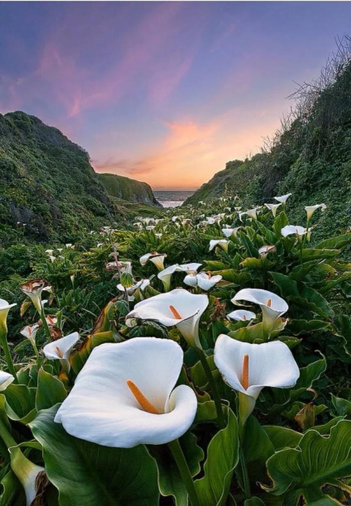 这4种花卉很漂亮花量大观赏度高,20种漂亮花好看不好养