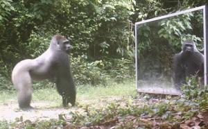 大猩猩真的不是假的,大猩猩说人类愚蠢是真的吗
