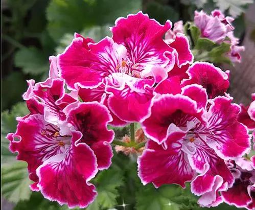 10种天竺葵,天竺葵100种图片大全