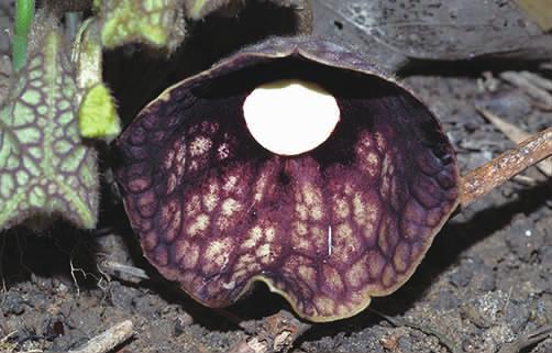 马兜铃科马兜铃属植物柔毛马兜铃,马兜铃目植物