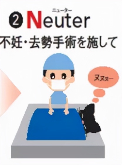 流浪猫的耳朵上为什么会缺了一角,流浪猫的耳朵上为什么会缺一角