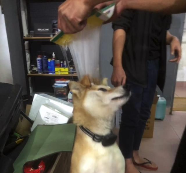 粘鼠板粘到狗身上怎么办,粘鼠胶粘到狗