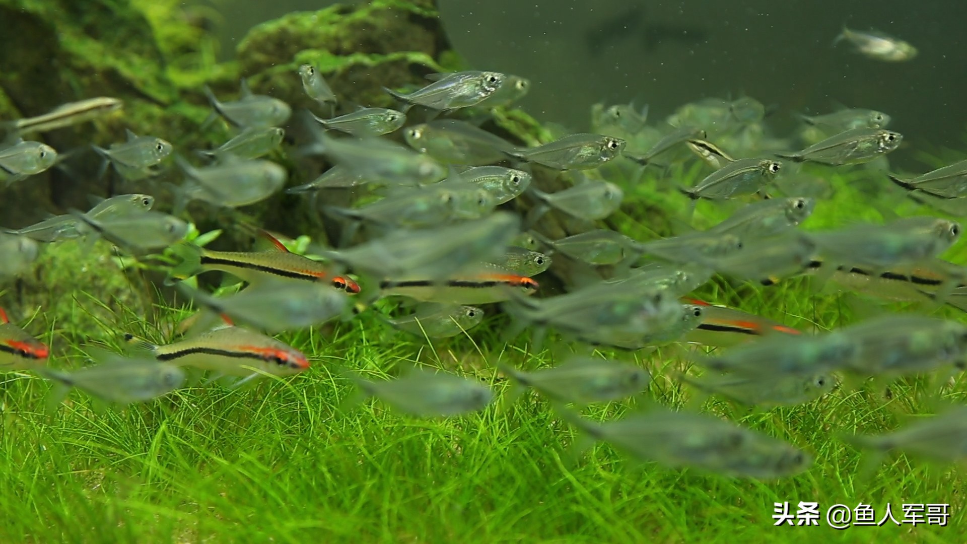 小观赏鱼怎么养着养着就死了,观赏鱼最好养的品种不需要经常喂