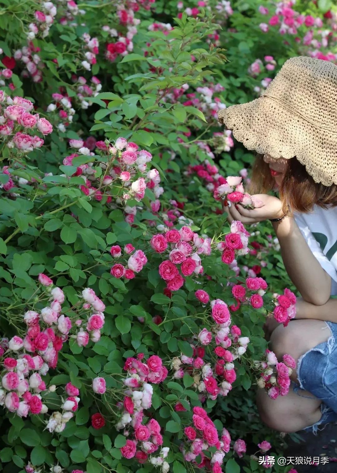 四月最浪漫的蔷薇花,最浪漫的四月花