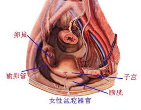 孕33周肚子像来月经一样隐隐作痛,肚子一直隐隐疼月经就是来不了