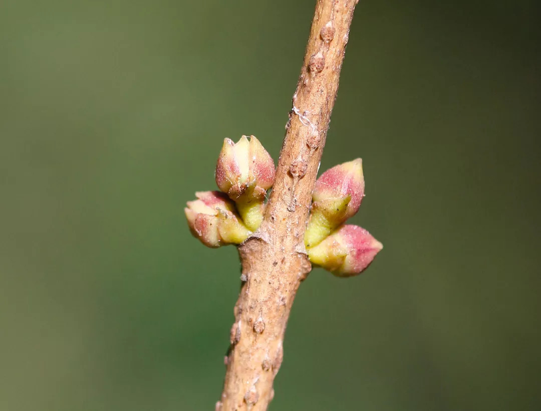 盆栽桂花不打头会怎么样,盆栽桂花怎么才开花