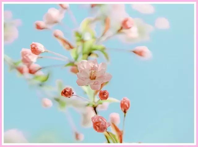 魔都赏花旅游攻略,魔都春季赏花好地方