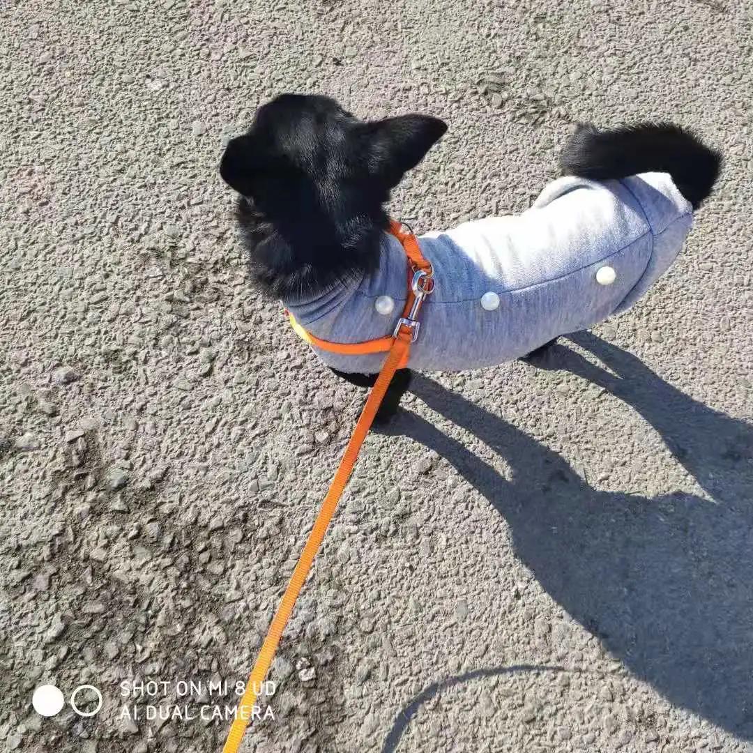 男生猛犬穿女装,男生细狗穿女装