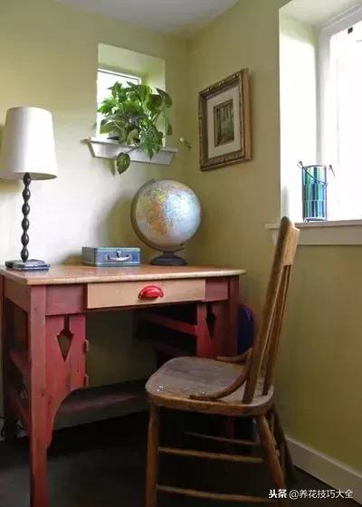 黄金葛大叶植物,黄金葛绿植