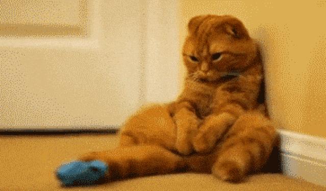 猫咪绝育后还能配猫吗,猫咪绝育冷知识