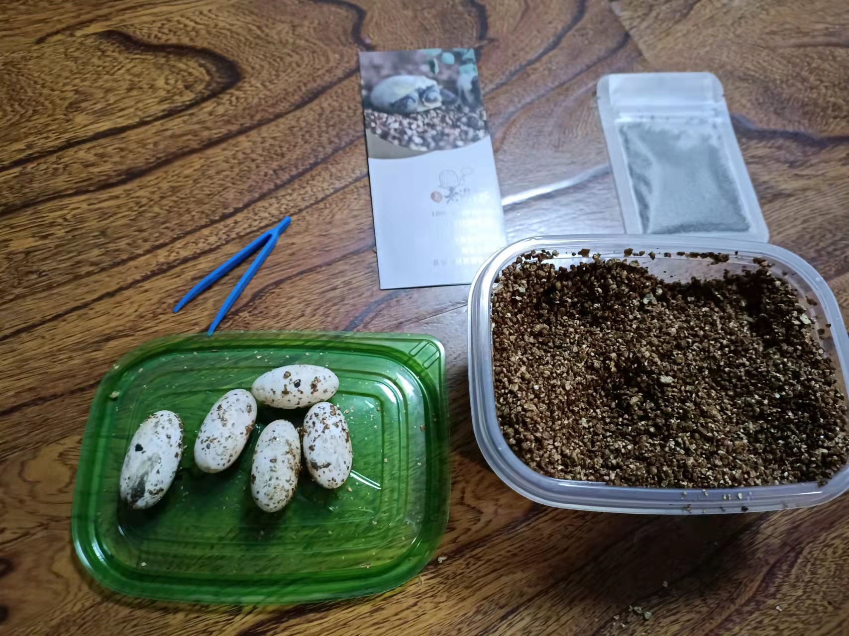 从乌龟下蛋到孵出小乌龟全过程,蛋龟刚出壳的龟苗怎么养