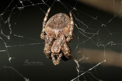 国外网友分享的动植物昆虫笔记,北方常见的昆虫科普知识大全集