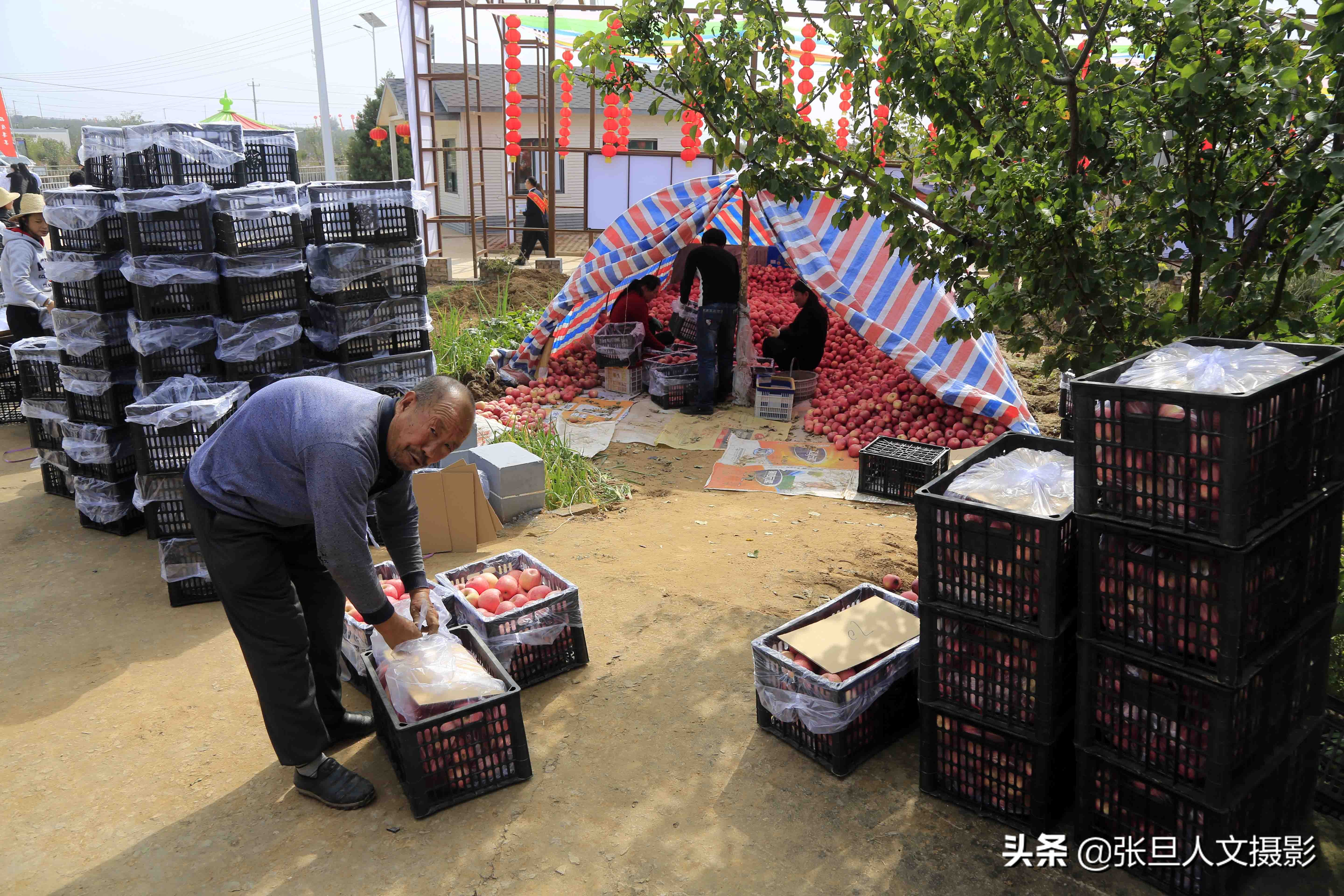 70岁老农民种植三亩果树,山西农村种植苹果致富典型