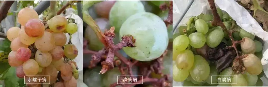 葡萄成熟期葡萄就黄叶怎么办,葡萄果期掉粒怎么解决