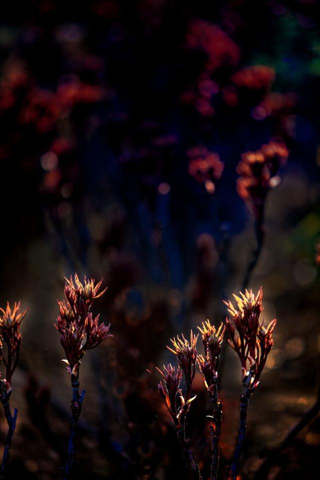 洛阳牡丹花摄影,中国牡丹花开摄影