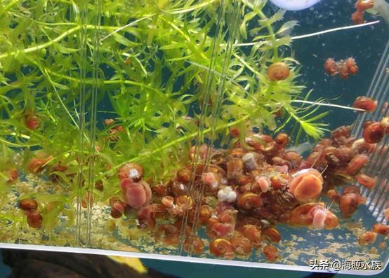 苹果螺容易爆,苹果螺爆缸用什么药对鱼没有危害