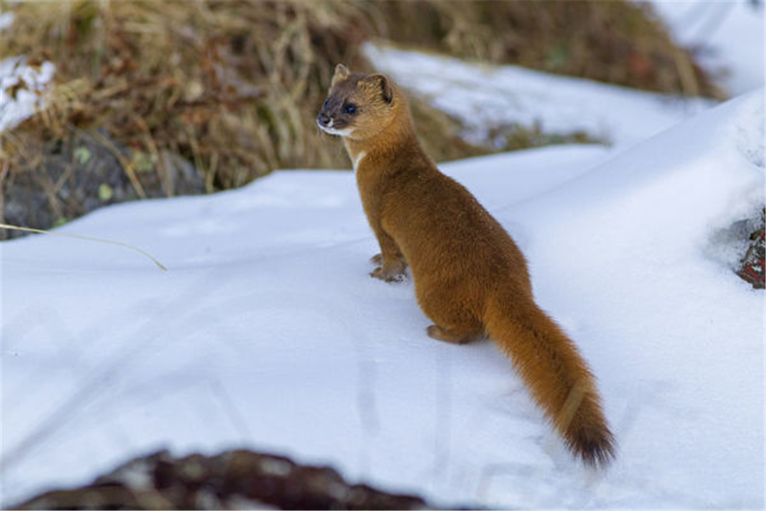 猫和黄鼠狼哪个捕杀老鼠最多,黄鼠狼捕杀大老鼠