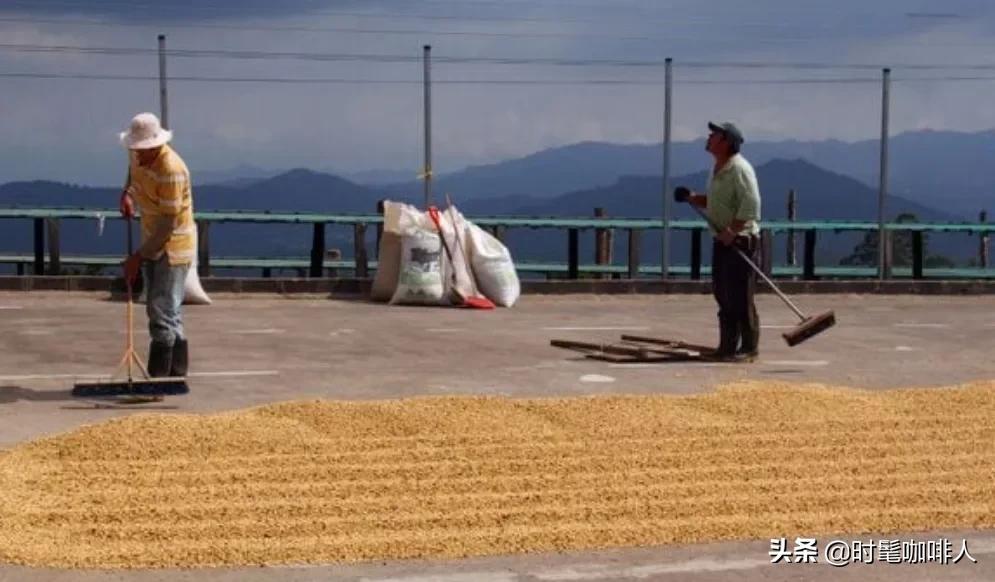 咖啡豆红蜜处理,咖啡豆水洗和日晒蜜处理风味区别