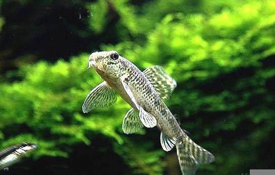 钓鱼专钓小鱼,世界钓鱼之旅钓大鱼